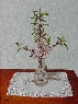 Flor de Almendro